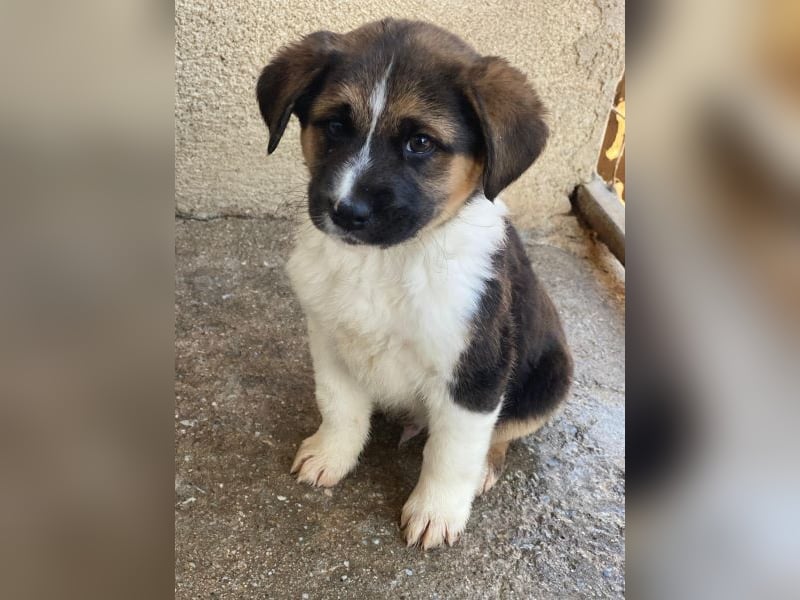 Boreas, geb. ca. 10/2025, lebt auf einer privaten Pflegestelle in 69151 Neckargemünd