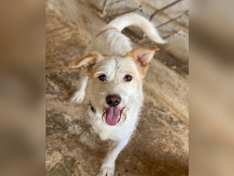 Frex, geb. ca. 07/2022, lebt auf einer Pflegestelle in 79650 Schopfheim