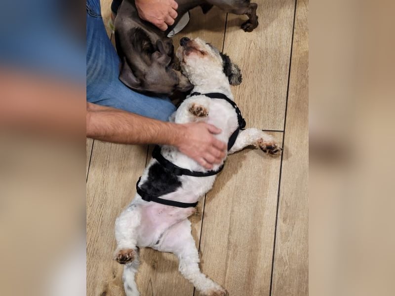 Günni, geb. ca. 12/2023, lebt auf einer Pflegestelle in 45896 Gelsenkirchen