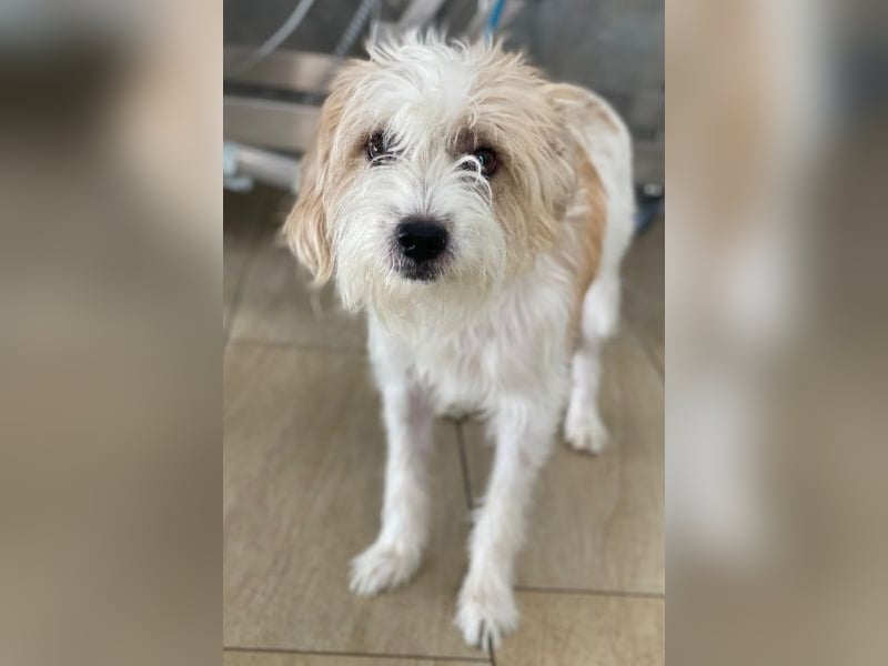 Eko, geb. ca 11/2021, lebt auf einer Pflegestelle in 53940 Hellenthal