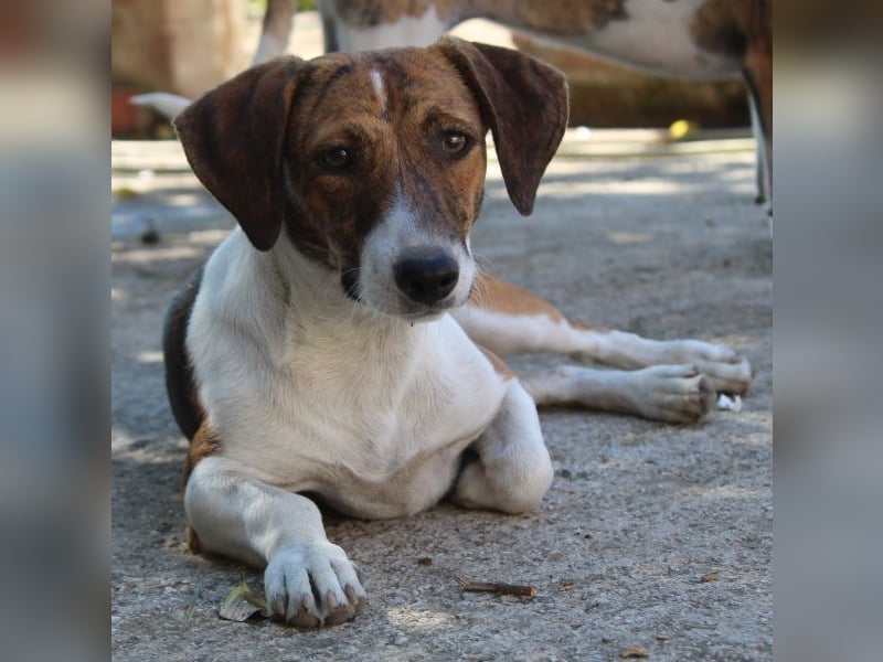 Tanu, geb. ca. 11/2024, lebt in GRIECHENLAND, auf einer privaten Pflegestelle