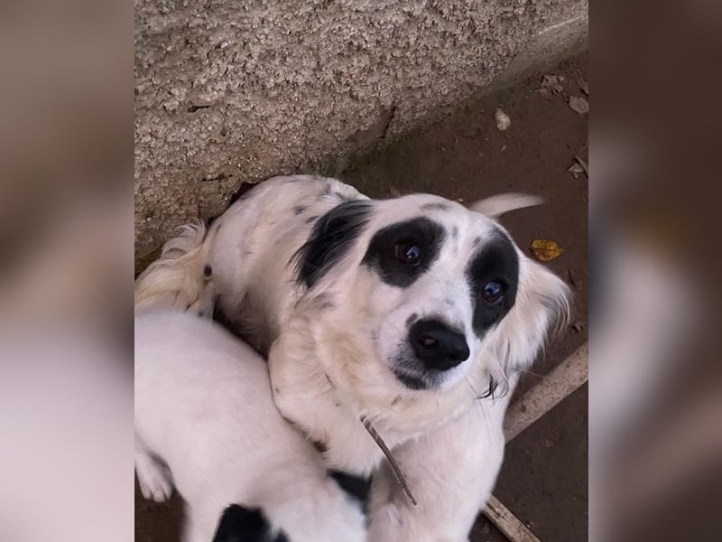 Marabou, geb. ca. 12/2023, lebt auf einer privaten Pflegestelle in 21244 Bucheholz