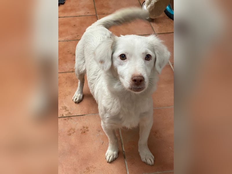 Vermittlungshilfe für Holiday, geb. ca. 07/2024, lebt auf einer Pflegestelle in 24114 Kiel