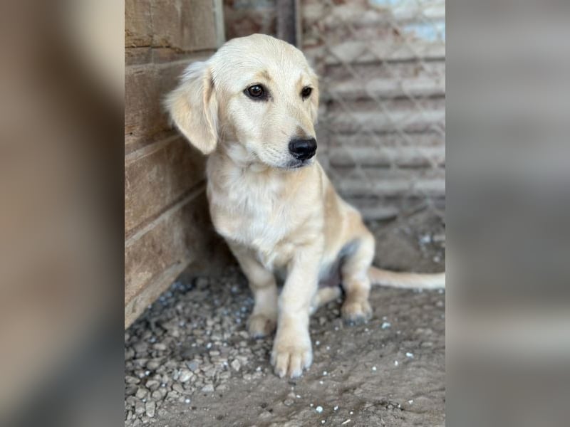 Fina geb. ca. 03/2026, lebt in GRIECHENLAND, im städt. Tierheim Serres