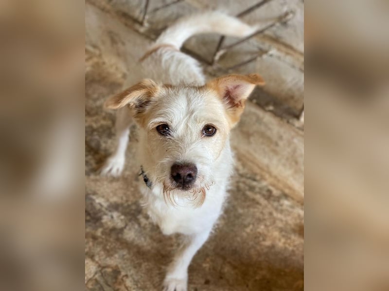 Frex, geb. ca. 07/2022, lebt auf einer Pflegestelle in 79650 Schopfheim