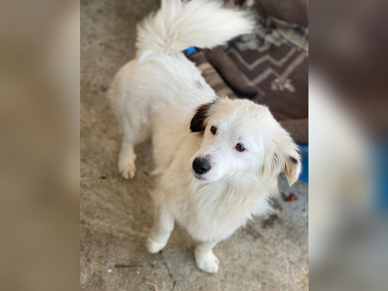 Voddi, geb. ca. 01/2025, lebt in GRIECHENLAND, im städt. Tierheim Serres