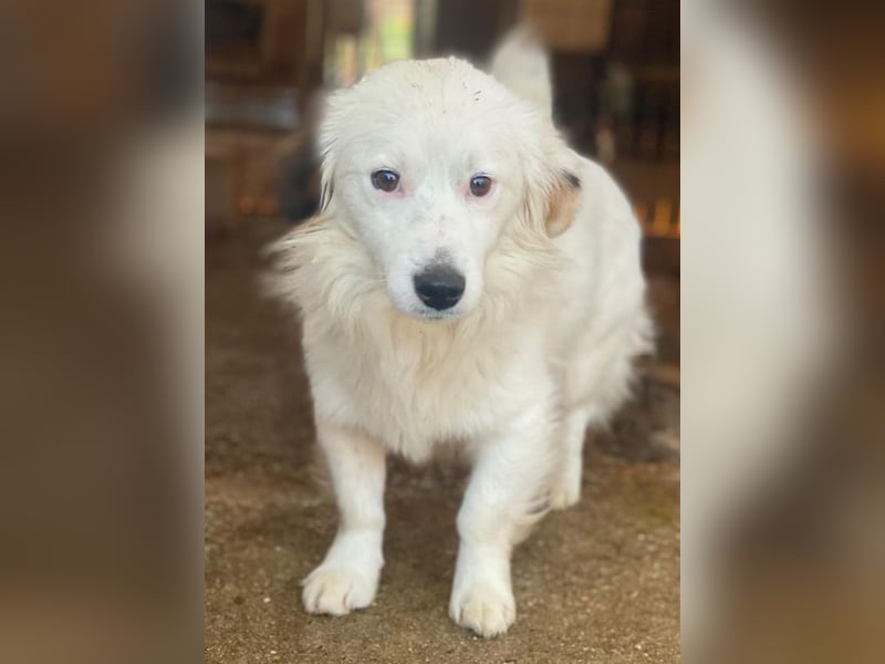 Voddi, geb. ca. 01/2025, lebt in GRIECHENLAND, im städt. Tierheim Serres