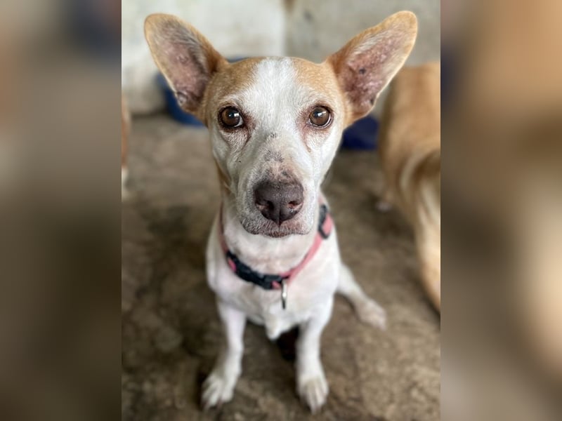 Bunny, geb. ca. 08/2023, lebt auf einer Pflegestelle in 23566 Lübeck