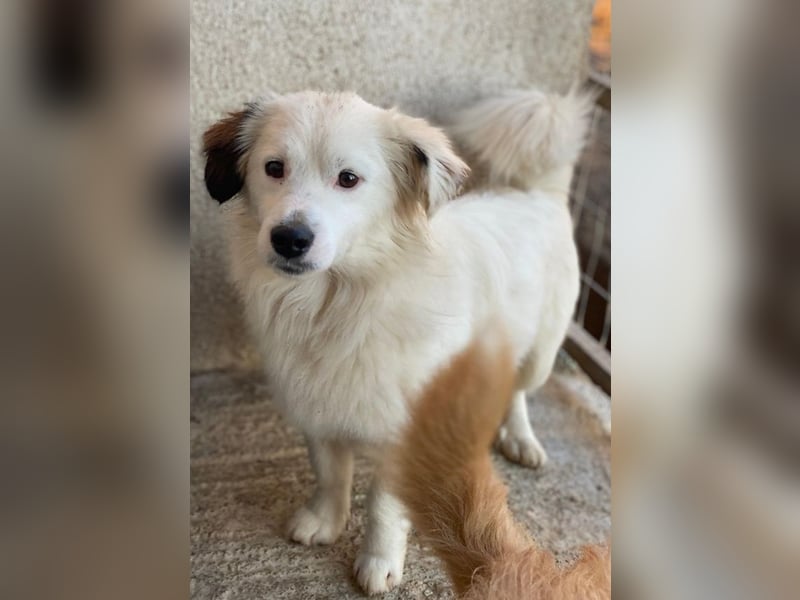 Voddi, geb. ca. 01/2025, lebt in GRIECHENLAND, im städt. Tierheim Serres