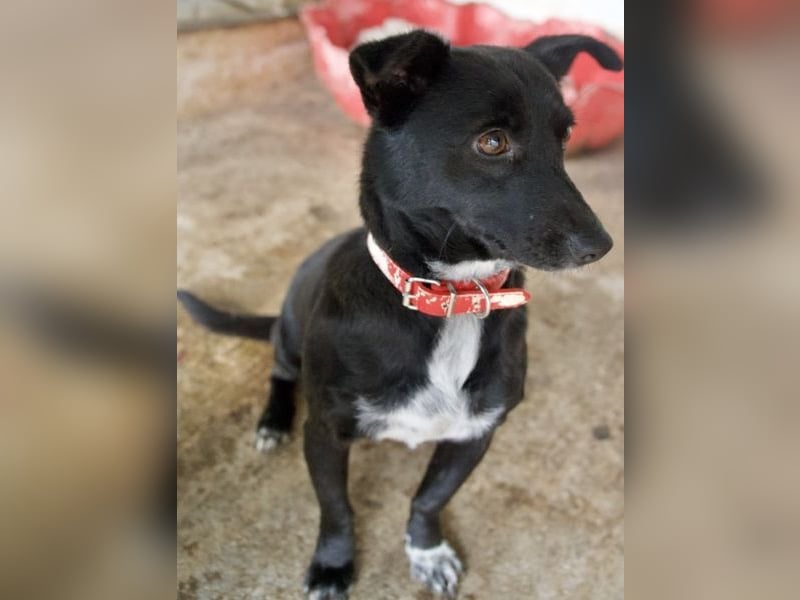 Misty, geb. ca. 11/2023, lebt in GRIECHENLAND, auf einer privaten Pflegestelle