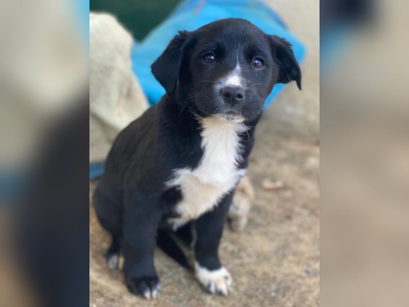 Peach, geb. ca. 10/2025, lebt auf einer privaten Pflegestelle in 44801 Bochum