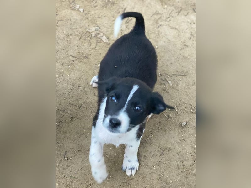 Drakon, geb. ca. 10/2025, lebt auf einer privaten Pflegestelle in 60385 Frankfurt am Main