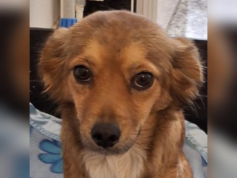 Ardyn, geb. ca. 04/2024, lebt auf einer Pflegestelle in 79206 Gündlingen