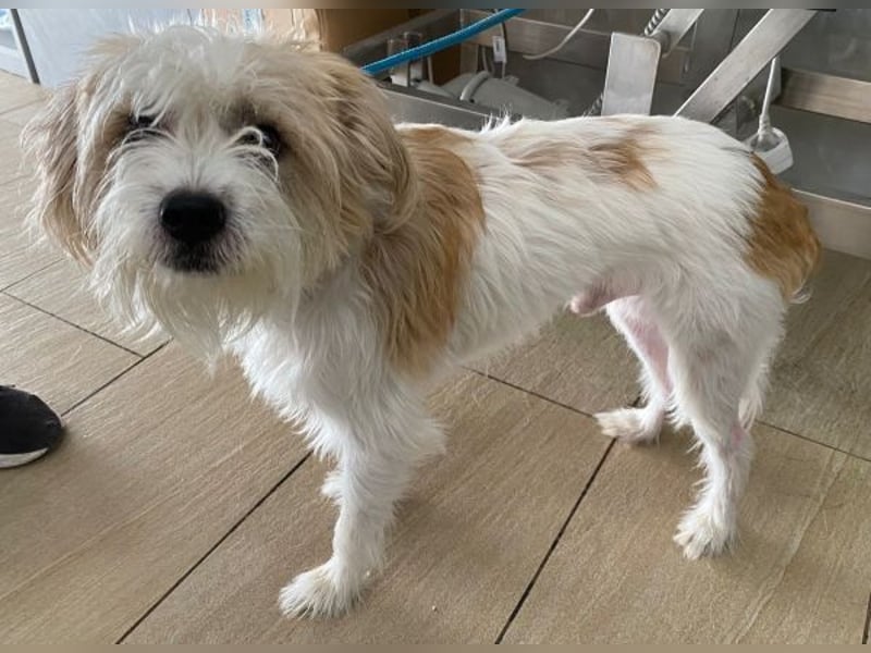 Eko, geb. ca 11/2021, lebt auf einer Pflegestelle in 53940 Hellenthal