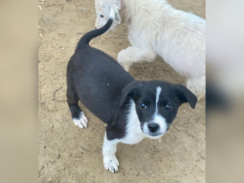 Drakon, geb. ca. 10/2025, lebt auf einer privaten Pflegestelle in 60385 Frankfurt am Main