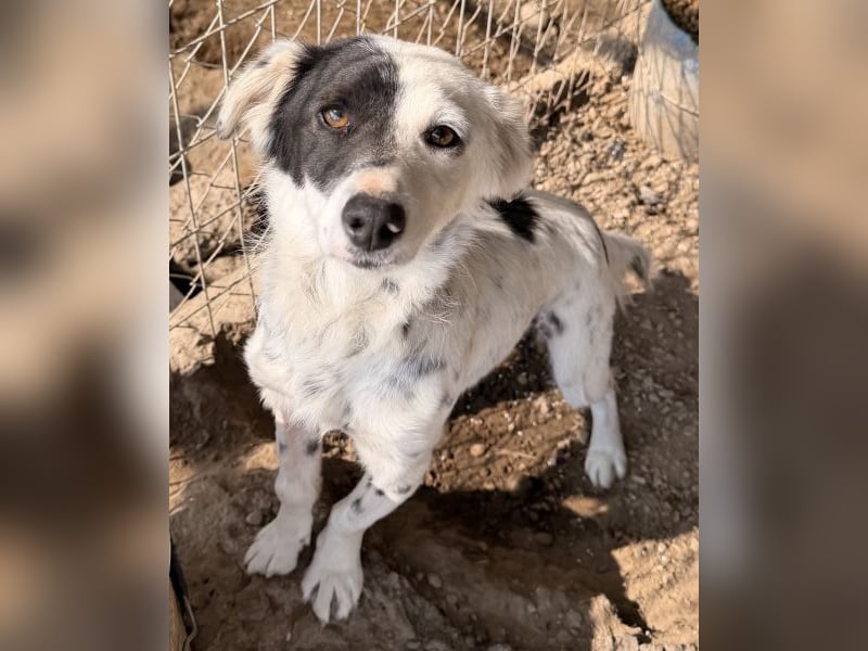 Mapuce, geb. ca. 03/2024, lebt in GRIECHENLAND, im städt. Tierheim Serres