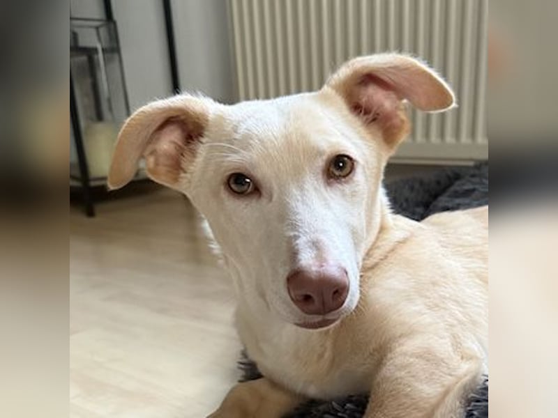 Francky Stanley, geb. ca. 08/2025, lebt auf einer Pflegestelle in 81929 München