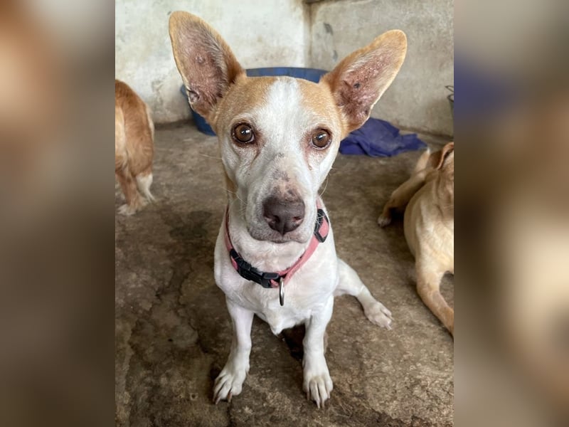 Bunny, geb. ca. 08/2023, lebt auf einer Pflegestelle in 23566 Lübeck