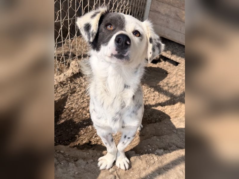 Mapuce, geb. ca. 03/2024, lebt in GRIECHENLAND, im städt. Tierheim Serres