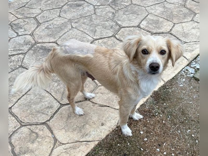 Hazel, geb. ca.02/2025, lebt in GRIECHENLAND, auf einer privaten Pflegestelle