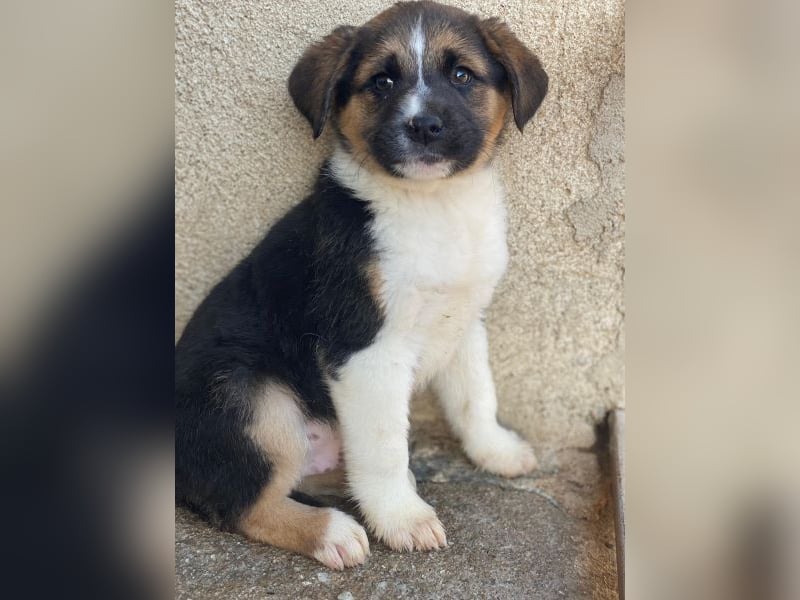 Boreas, geb. ca. 10/2025, lebt auf einer privaten Pflegestelle in 69151 Neckargemünd