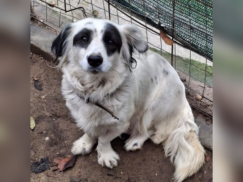 Marabou, geb. ca. 12/2023, lebt auf einer privaten Pflegestelle in 21244 Bucheholz