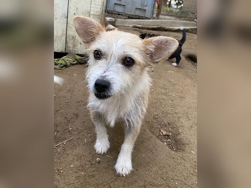 Trulla, geb. ca. 05/2024, lebt auf einer Pflegestelle in 53947 Nettersheim