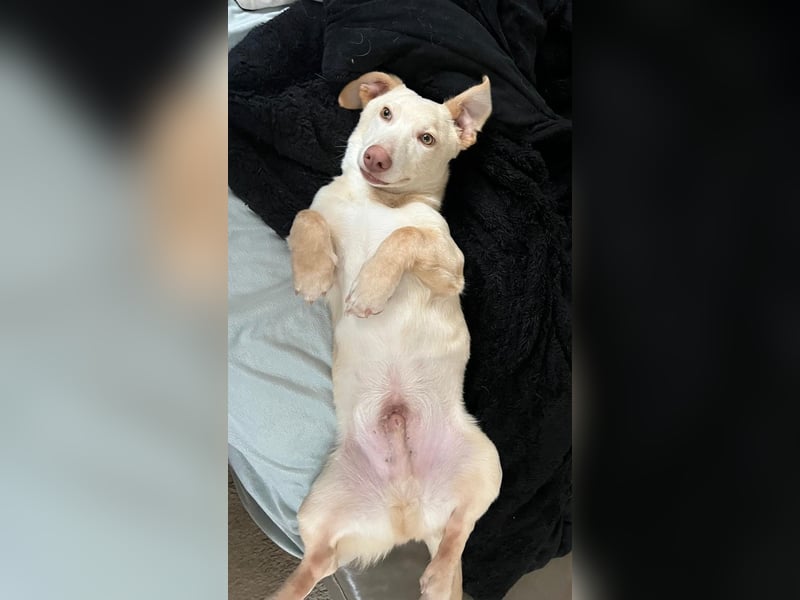 Francky Stanley, geb. ca. 08/2025, lebt auf einer Pflegestelle in 81929 München