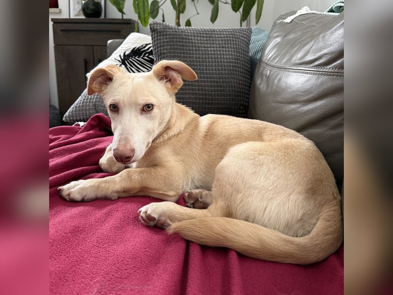 Francky Stanley, geb. ca. 08/2025, lebt auf einer Pflegestelle in 81929 München