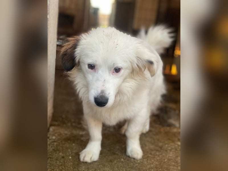 Voddi, geb. ca. 01/2025, lebt in GRIECHENLAND, im städt. Tierheim Serres