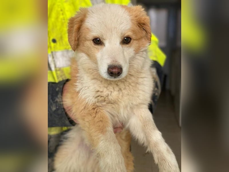 Frederic, geb. ca. 08/2025, lebt auf einer privaten Pflegestelle in - FR-68128 Rosenau