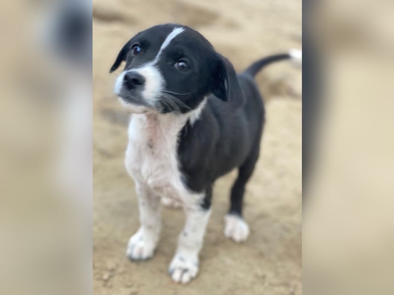 Drakon, geb. ca. 10/2025, lebt auf einer privaten Pflegestelle in 60385 Frankfurt am Main