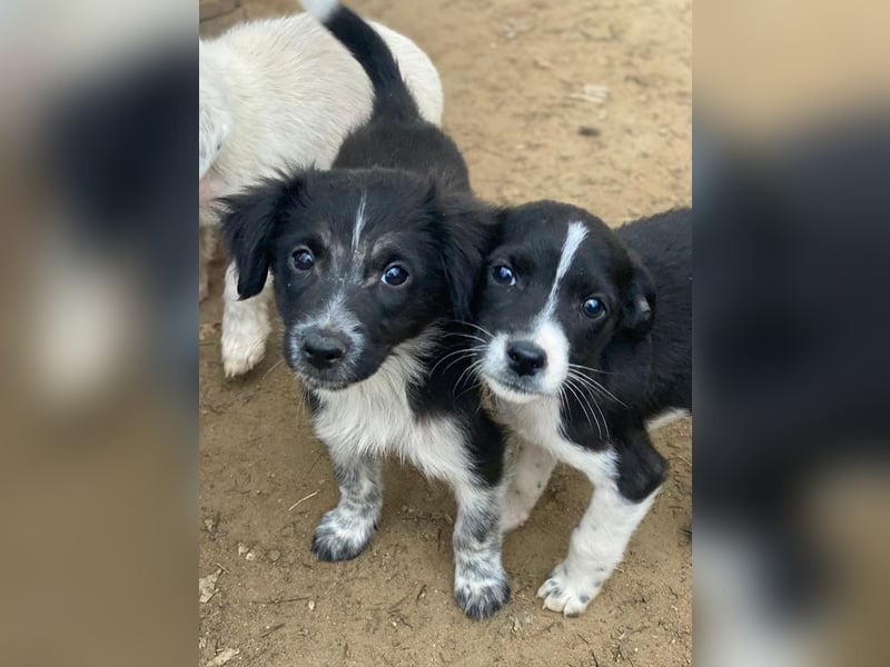 Drakon, geb. ca. 10/2025, lebt auf einer privaten Pflegestelle in 60385 Frankfurt am Main