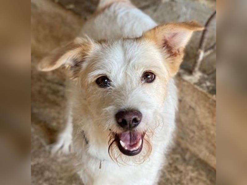 Frex, geb. ca. 07/2022, lebt auf einer Pflegestelle in 79650 Schopfheim