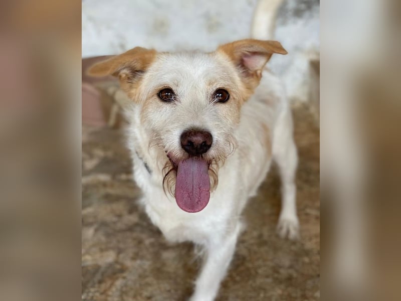 Frex, geb. ca. 07/2022, lebt auf einer Pflegestelle in 79650 Schopfheim