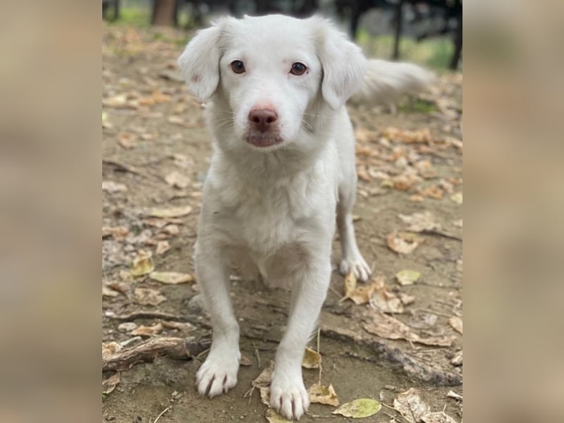 Vermittlungshilfe für Holiday, geb. ca. 07/2024, lebt auf einer Pflegestelle in 24114 Kiel