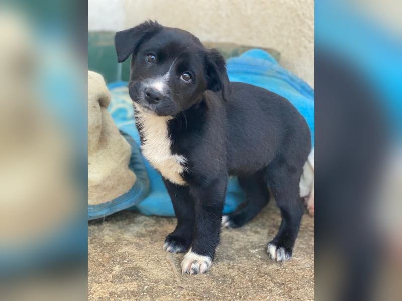 Peach, geb. ca. 10/2025, lebt auf einer privaten Pflegestelle in 44801 Bochum