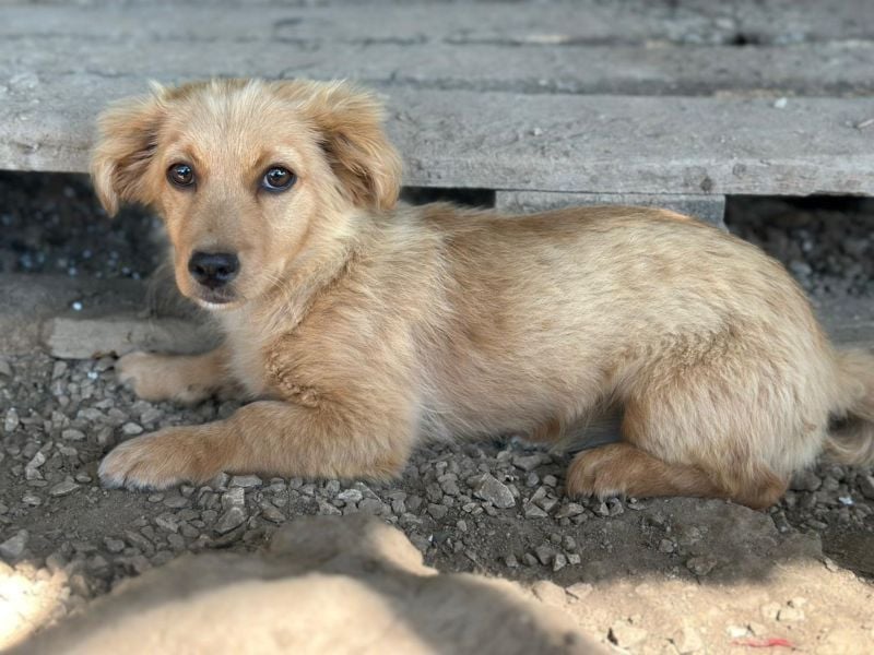Audrey, geb. ca. 03/2026, lebt in GRIECHENLAND, im städt. Tierheim Serres