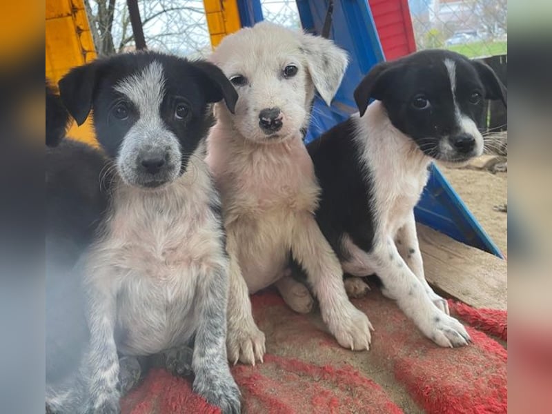 Drakon, geb. ca. 10/2025, lebt auf einer privaten Pflegestelle in 60385 Frankfurt am Main