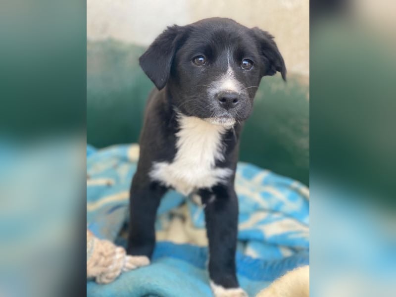 Peach, geb. ca. 10/2025, lebt auf einer privaten Pflegestelle in 44801 Bochum