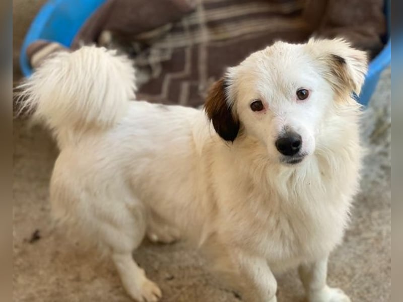 Voddi, geb. ca. 01/2025, lebt in GRIECHENLAND, im städt. Tierheim Serres