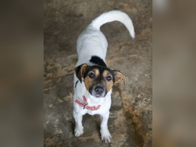 Möök, geb. ca. 04/2025, lebt in GRIECHENLAND, auf einer privaten Pflegestelle