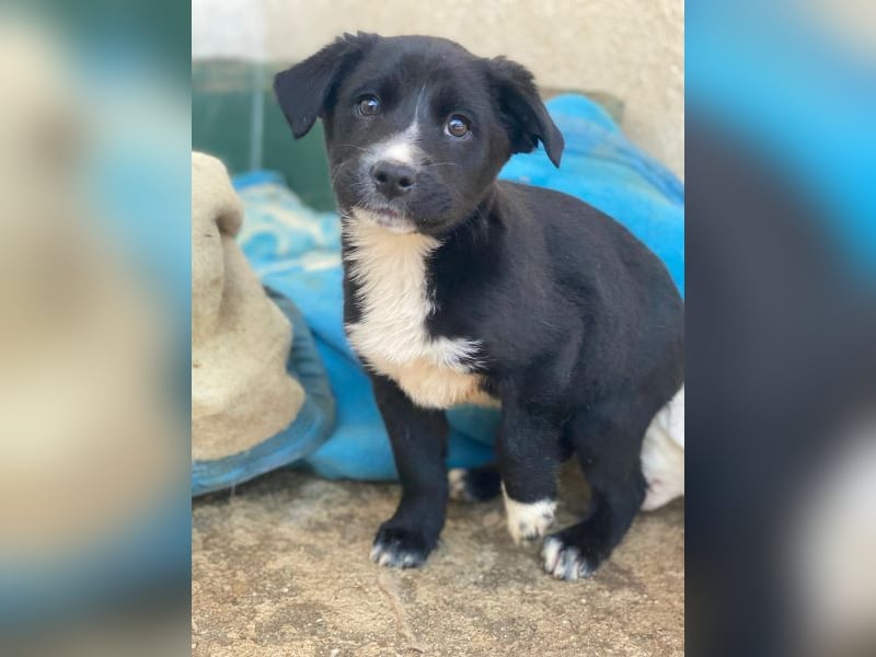 Peach, geb. ca. 10/2025, lebt auf einer privaten Pflegestelle in 44801 Bochum