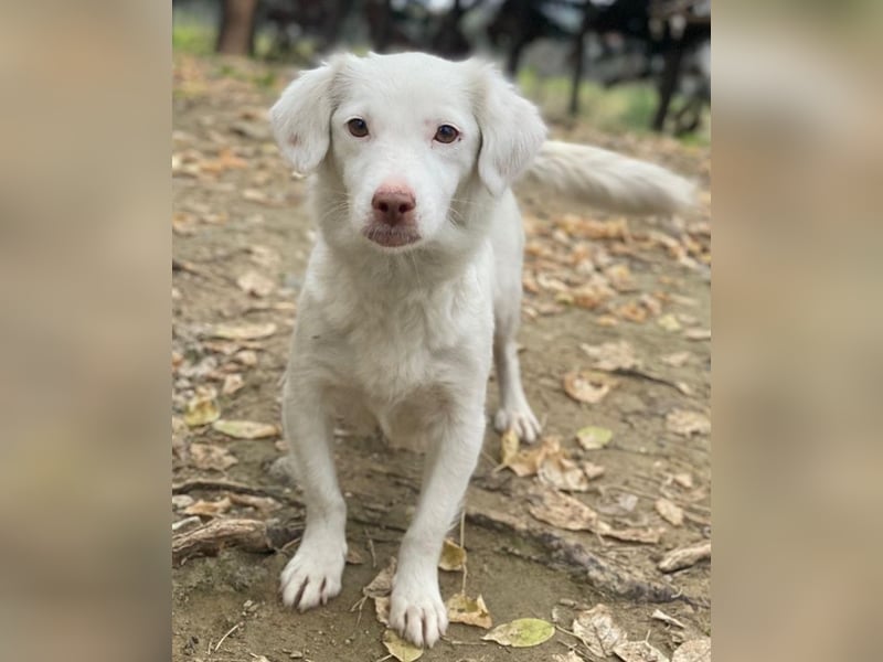 Vermittlungshilfe für Holiday, geb. ca. 07/2024, lebt auf einer Pflegestelle in 24114 Kiel