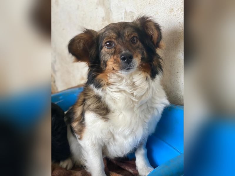 Laika, geb. ca. 11/2024, lebt auf einer Pflegestelle in 41462 Neuss