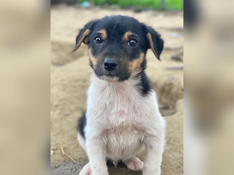 Caien, geb. ca. 10/2025, lebt auf einer privaten Pflegestelle in 49176 Hilter