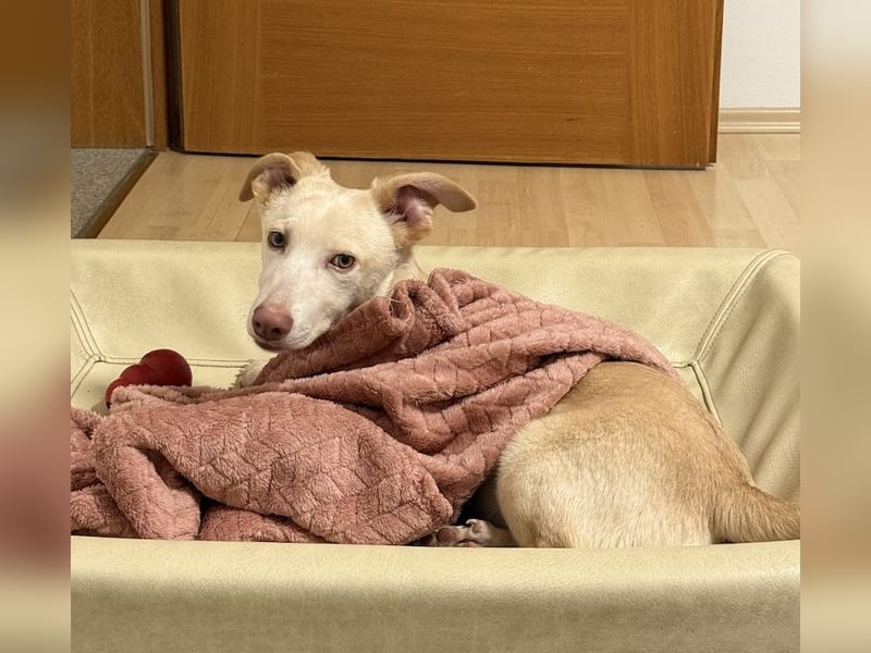 Francky Stanley, geb. ca. 08/2025, lebt auf einer Pflegestelle in 81929 München