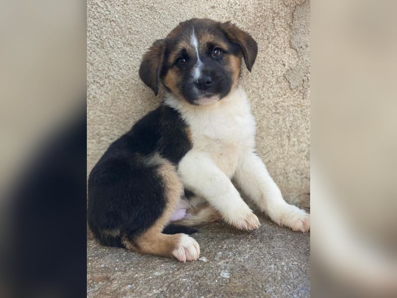 Boreas, geb. ca. 10/2025, lebt auf einer privaten Pflegestelle in 69151 Neckargemünd