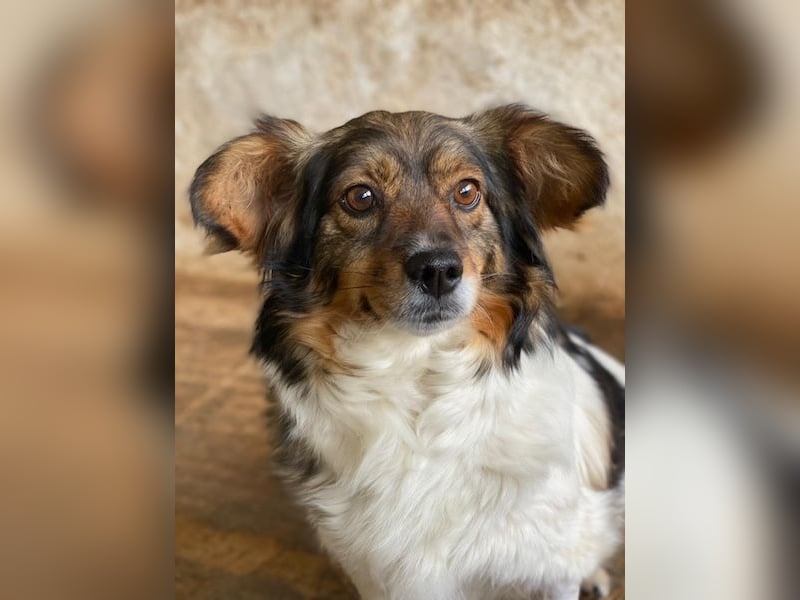 Laika, geb. ca. 11/2024, lebt auf einer Pflegestelle in 41462 Neuss
