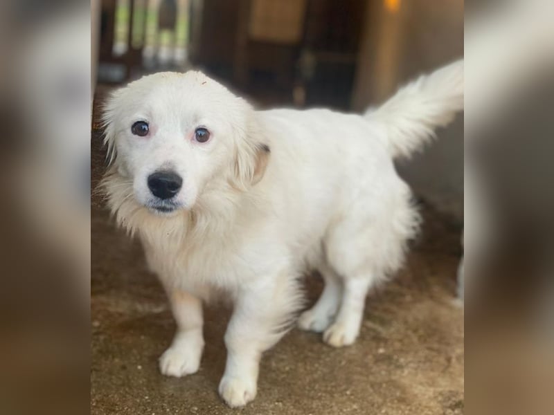 Voddi, geb. ca. 01/2025, lebt in GRIECHENLAND, im städt. Tierheim Serres